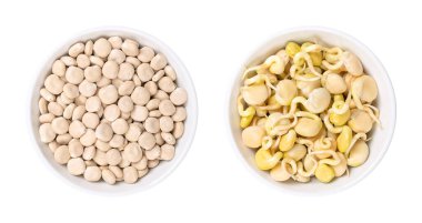 Dried sweet lupin beans and fresh sprouts, in white bowls. Lupinus albus, also known as field lupine or white lupine, with low content of antinutrients, used as a protein source and meat alternative.