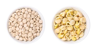 Dried sweet lupin beans and fresh sprouts, in white bowls. Lupinus albus, also known as field lupine or white lupine, with low content of antinutrients, used as a protein source and meat alternative. clipart