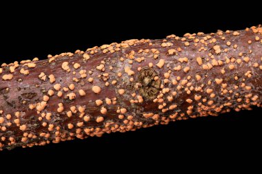 Coral spot, Nectria cinnabarina, on a branch, macro, from above, over black. Plant pathogen that causes cankers on broadleaf trees. Polycyclic disease, typically saprophytic, but also a weak parasite. clipart