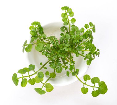 Watercress plant, in a white bowl with water. Fresh yellowcress, Nasturtium officinale. Leaf and aquatic vegetable, or herb with piquant flavor. Close-up, from above, isolated over white, macro photo.
