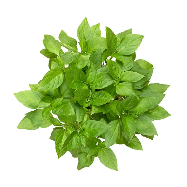 Thai basil from above, isolated, from above. Fresh, early-season Ocimum basilicum var. thyrsiflora, a variation of sweet basil, native in Southeast Asia, with anise- and licorice-like flavor. Photo.