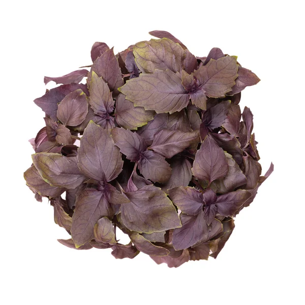 Red rubin basil from above, isolated over white. Fresh Ocimum basilicum Purpurascens, a variation of sweet basil, with unsusual reddish-purple leaves and strong flavour, used for garnishes and salads.
