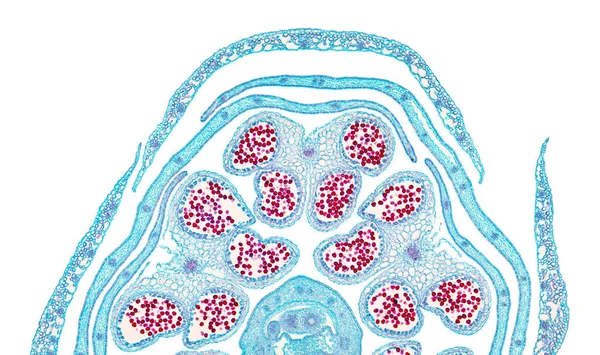 Fiore Colza Metà Germoglio Sezione Trasversale Micrografo Luce 20X Brassica — Foto Stock