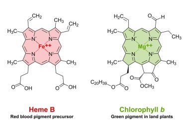 Kimyasal yapıdaki heme ve klorofil benzerlikleri. Kırmızı kan pigmenti için demir atomunu ve yeşil bitki pigmenti için magnezyum atomunu bağlayan 4 nitrojen atomlu bir uçak porfirin halkası.. 