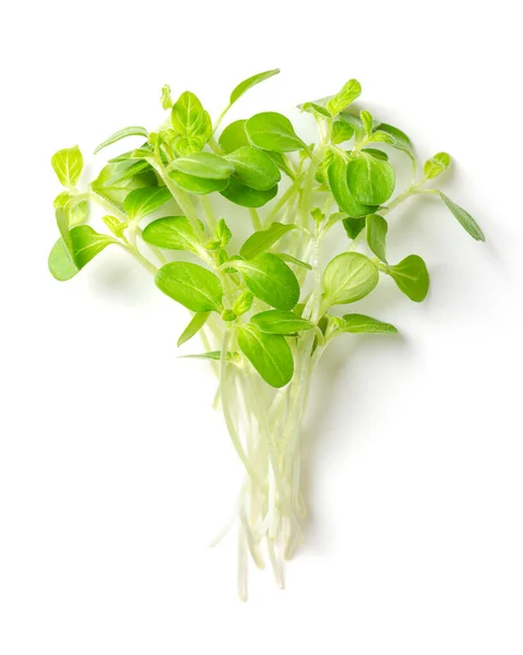 Manojo Microgreens Sésamo Arriba Listo Para Comer Plantas Frescas Verdes — Foto de Stock