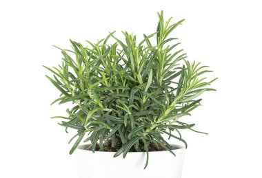 Rosemary, beyaz tencerede genç bir bitki. Salvia Rosmarinus, kokulu yeşil yaprakları olan kokulu yeşil bir çalı. Tıbbi ve aşçı bitkisi. Ön görünüm, izole, beyaz arkaplan.