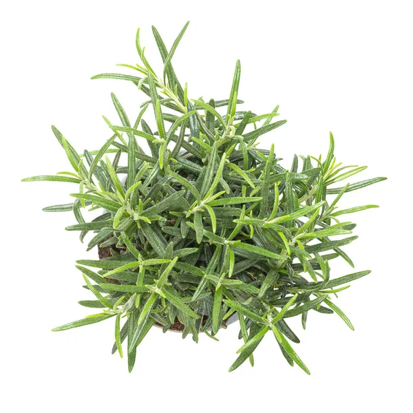 ローズマリー 灰色のプラスチックポットの若い植物 サルビア ロスマリヌス Salvia Rosmarinus 香り高い針状の緑の葉を持つ芳香のある常緑低木で 薬草や料理のハーブとして用いられる 上から白の上に隔離された — ストック写真