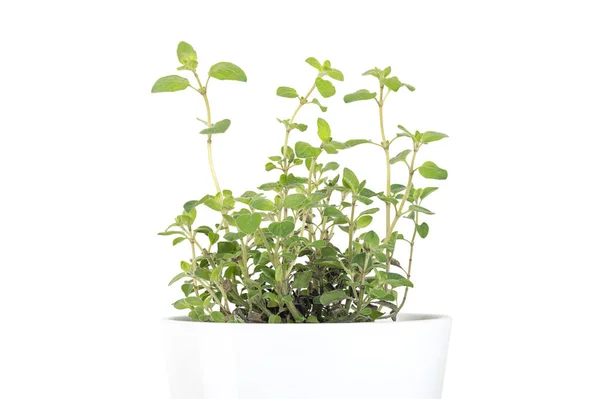 Oregano Potted Young Plant White Pot Origanum Vulgare Culinary Herb — Stock Photo, Image