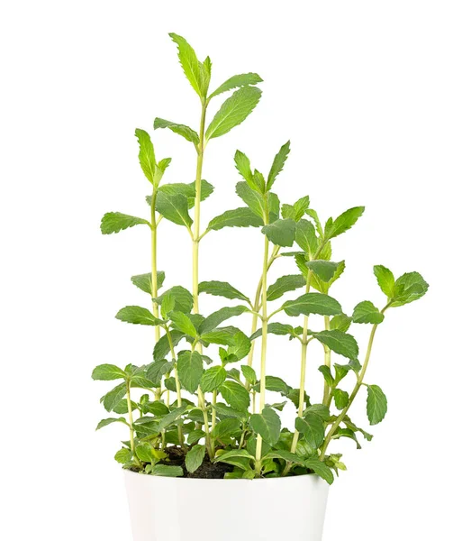 Garden Mint Potted Young Plant White Pot Spearmint Also Known — Stock Photo, Image