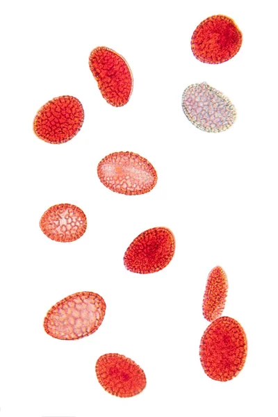 Лили Пыльца Монтаж 80Х Световой Микрограф Зерна Пыльцы Красного Цвета — стоковое фото