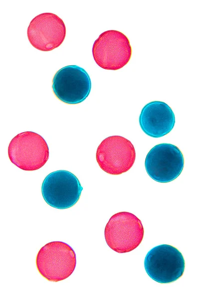 Пыльца Луффа Монтаж 80Х Световой Микрограф Зерна Пыльцы Красного Синего — стоковое фото