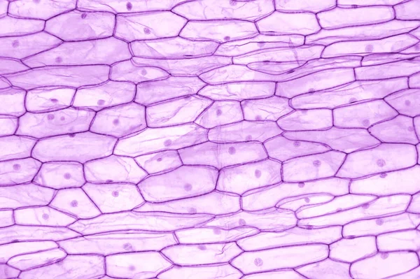Onion epidermis, whole mount, 20X light micrograph. Large epidermal cells of Allium cepa. Single layer, each cell with wall, membrane, cytoplasm, nucleus and large vacuole, under light microscope.
