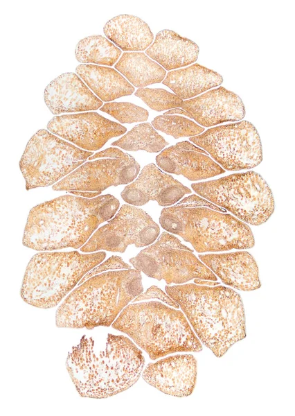 Pine Cone Female Longitudinal Section Light Micrograph Cut Female Strobilus — Stock Photo, Image