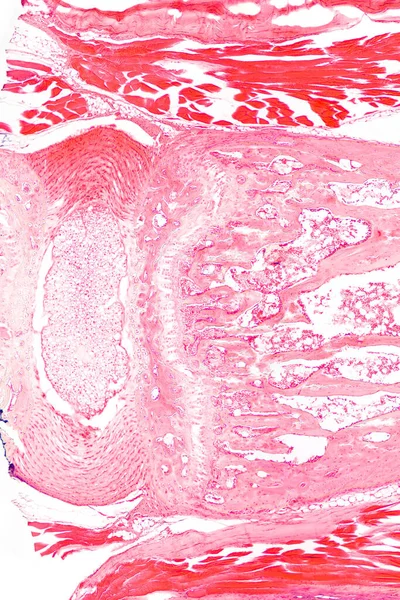 Ścięgno Kawałek Ścięgna Sekcja Mikrograf Światła 20X Zabarwiony Hematoksyliną Eozyną — Zdjęcie stockowe