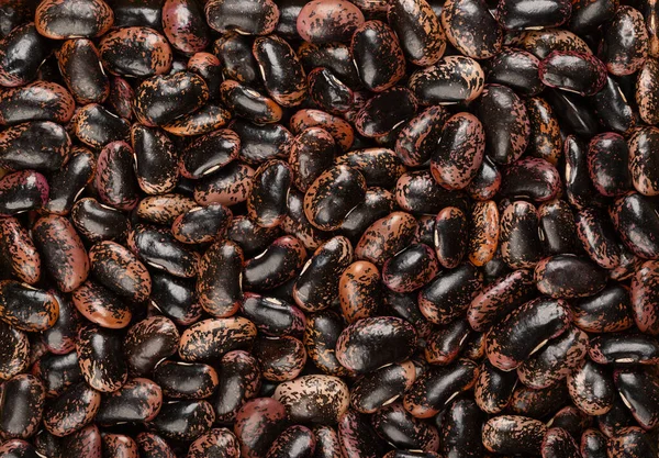 Скарлет Раннер Боббс Сверху Сушеные Сырые Беговые Бобы Семена Phaseolus — стоковое фото