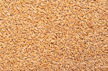 Hulled einkorn buğdayı, kuru ve kabuklu küçük taneler, yukarıdan. Triticum monococcum, evcilleştirilip yetiştirilen ilk bitkilerden biri. Her dikende sadece bir tane tahıl var. Yemek fotoğrafı.