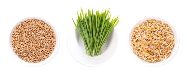 Common wheat grains, fresh wheatgrass, and freshly sprouted wheat germs, in white bowls. Triticum aestivum, concentrated source of chlorophyll, amino acids, minerals, vitamins, enzymes and spermidine. clipart
