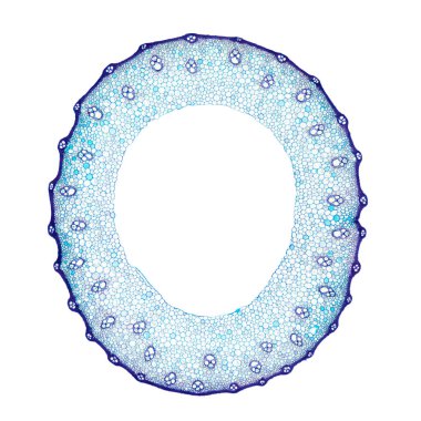 Buğday sapı, enine kesit, 8X ışık mikrografı. Triticum 'un mavi boyalı sapı ışık mikroskobu altında, tohumu için yaygın olarak ekilmiş bir ot, dünya çapında önemli bir besin kaynağı olan tahıl. Fotoğraf..