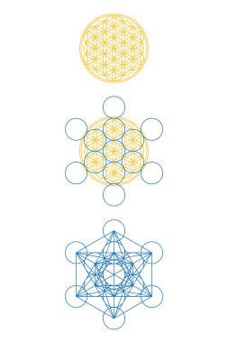 Flower of Life and Metatrons Cube. If you add 6 more circles to the 7 circles in the Flower of Life, you get the Fruit of Life, and you can develop Metatrons cube from it. Sacred Geometry. Vector. clipart