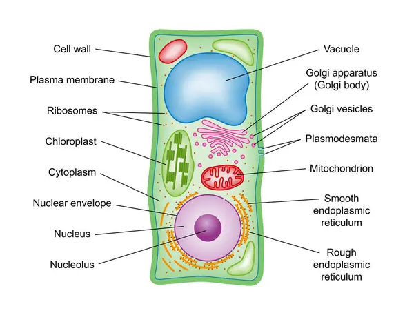 Struktura Komórek Roślinnych Przekrój Poprzeczny Legendą Schemat Składników Komórek Roślinnych — Wektor stockowy