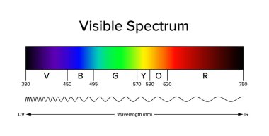 Görünür spektrumun diyagramı, elektromanyetik spektrum şeridi, insan gözü tarafından görülebilir. Işık spektral renkler üretebilir. Dar bir dalga boyu şeridi. Yaklaşık ve şematik illüstrasyon.