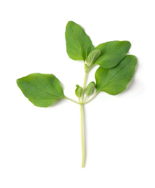Taze kekik dalı, yabani marjoram olarak da bilinir, Origanum vulgare 'nin tüm dalı. Biraz acı bir tadı olan, İtalyan mutfağından bir aşçı ve zımba otu. Yakın plan, yukarıdan, makro yemek fotoğrafı..