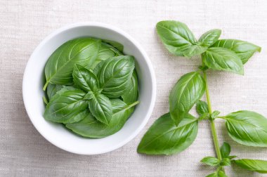 Tatlı fesleğen yaprakları ahşap bir kase içinde keten kumaş üzerinde ve bütün dal sağda. Taze harika ya da Genovese fesleğeni, Ocimum bazilika, naneli Lamiaceae ailesinde taze ve aromatik bir aşçılık bitkisi..