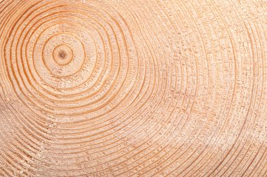 Ladin ağacının büyüyen halkaları. Kökün çapraz kesiti, geçmiş iklim koşullarını ve yaşını gösteriyor. Her açık yüzük ve koyu yüzük bir yılı temsil ediyor. Geniş halkalar, büyüyen elverişli koşulları gösteriyor.