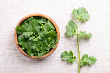 Taze kişniş yaprakları, ahşap kasede kişniş yaprakları. Yeşil Coriandrum sativum yaprakları, taze, hafif narenciye tadı olan bir bitki, ama diğerleri için sabun gibi, hatta çürük bir tat. Fotoğraf.