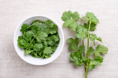 Taze kişniş yaprakları, beyaz bir kasede kişniş yaprakları. Yeşil Coriandrum sativum yaprakları, taze, hafif narenciye tadı olan bir bitki, ama diğerleri için sabun gibi bir tat. Fotoğraf.