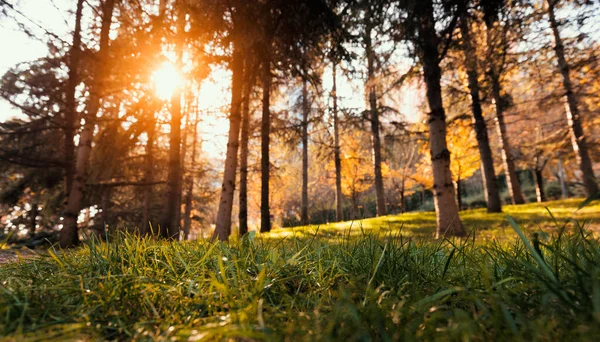 Grama Close Árvores Embaçadas Fundo Prado Durante Pôr Sol Paisagem — Fotografia de Stock