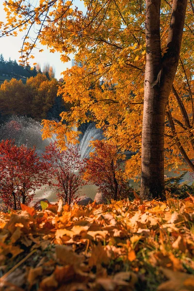 Bela Vista Árvores Com Várias Cores Folhas Outono Vale Dikmen — Fotografia de Stock