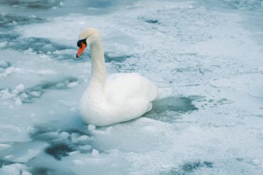 A lonely beautiful white swan standing on frozen pond and taking a nap in a very cold day in Kugulu Park in Ankara.