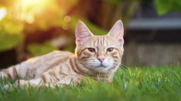 美しいタビー猫草の上に休んで 不思議なことにカメラを見て 庭の愛らしい子猫 目を中心に — ストック写真