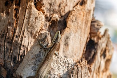 Podarcis Muralis 'in Macro fotoğrafı, aynı zamanda Avrupa Duvarı kertenkelesi olarak da bilinir. Genel duvar kertenkelesi şehir ortamları da dahil olmak üzere kayalık ortamları tercih eder.