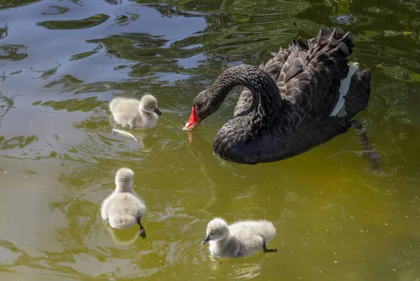 Mature adult black swan a.k.a. Black Cygnus and her adorable babies swimming and eating in the pool at Kugulu Park in Ankara.