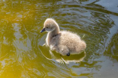 Sevimli bebek siyah kuğu namı diğer. Ankara 'daki Kugulu Parkı' ndaki havuzda yüzen Kara Kuğu