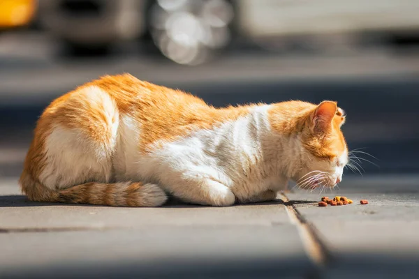 An adult ginger stray cat eating food in the street. Homeless abandoned hungry cat eating cat food given food by volunteers in Ankara.
