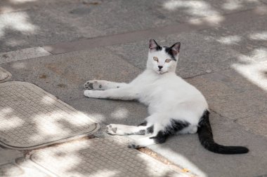 Sarı gözlü, siyah ve beyaz bir sokak kedisi taştan bir zeminde uzanmış, güneş ışığı ve gölgenin altında güneşleniyor. Evcil kedinin sıradan duruşu, açık şehir ortamında rahat olduğunu gösteriyor..