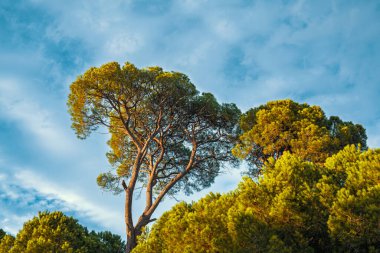 Yapraklı gövdesi ve yapraklı gölgesi olan güzel çam fıstığı ağaçları kabarık beyaz bulutlarla dolu mavi bir gökyüzüne karşı duruyor. Altın güneş ışığı ağaçların tepelerini aydınlatıyor, canlı, doğal bir manzara yaratıyor..