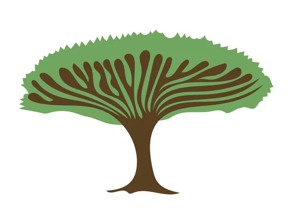 Baum Mit Zweigen Und Blättern Von Abstrakter Natürlicher Form Pflanze — Stockvektor