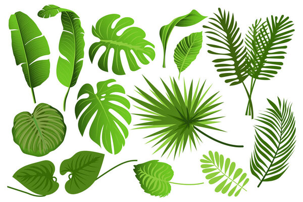 Тропические листья устанавливают графические элементы в плоском дизайне. Комплект экзотических листьев разных типов, зеленых джунглей, монстров, бананов и других ботанических ветвей. Иллюстрация