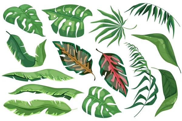 stock vector Tropical leaves set graphic elements in flat design. Bundle of different type exotic plants, leaf of banana, palms, monstera and other green jungle foliage. Vector illustration isolated objects