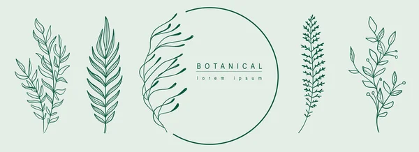 Botanischer Abstrakter Hintergrund Mit Floralem Liniendesign Horizontales Webbanner Minimalen Stil — Stockvektor