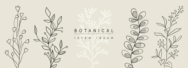 Botanischer Abstrakter Hintergrund Mit Floralem Liniendesign Horizontales Webbanner Mit Komposition — Stockvektor