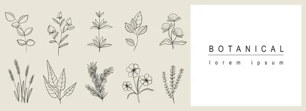 Βοτανικό Αφηρημένο Φόντο Floral Σχέδιο Γραμμή Τέχνης Οριζόντια Πανό Φυτική — Διανυσματικό Αρχείο