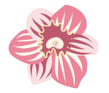 Düz dizaynlı soyut pembe nergis çiçekleri. Kahrolası narsisli kafa. Vektör çizimi izole edildi.