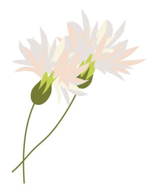 Düz dizaynlı, soyut beyaz çiçek. Dal üzerinde çiçek açan çiçekler gibi. Vektör çizimi izole edildi.