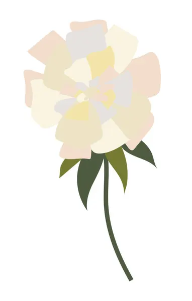 Absztrakt Fehér Virág Sok Szirmok Lapos Design Virágzó Bazsarózsa Elkülönített Vektor Grafikák
