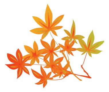 Düz dizayn edilmiş sonbahar portakal yaprakları. Akçaağaç yaprağı dalını düşür. Vektör çizimi izole edildi.